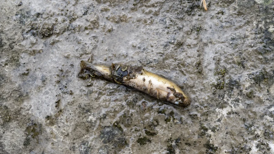 More Than 749,000 Fish Killed in Montgomery County Fertilizer Spill