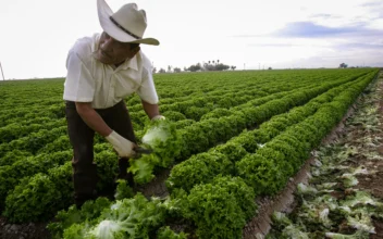 A farm worker harvests lettuce in a farm field near the border town of Calexico, Calif., on March 9, 2006. (Hector Mata/AFP via Getty Images)