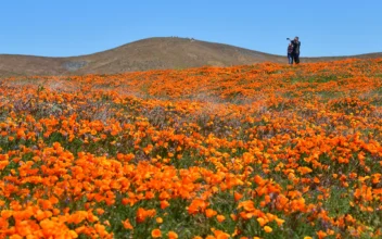 California Anticipates Spring Super Bloom Spectacle