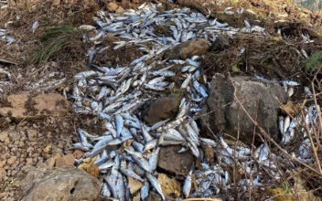 Tens of Thousands of Live Salmon Fell Off a Truck in Oregon—and Into a Creek