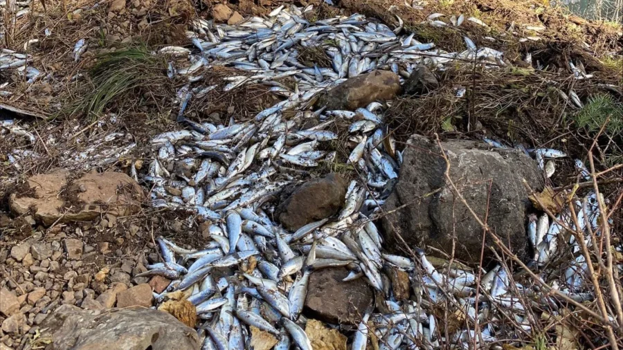 Tens of Thousands of Live Salmon Fell Off a Truck in Oregon—and Into a Creek