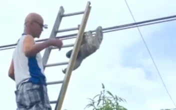 Rebellious Sloth Saved