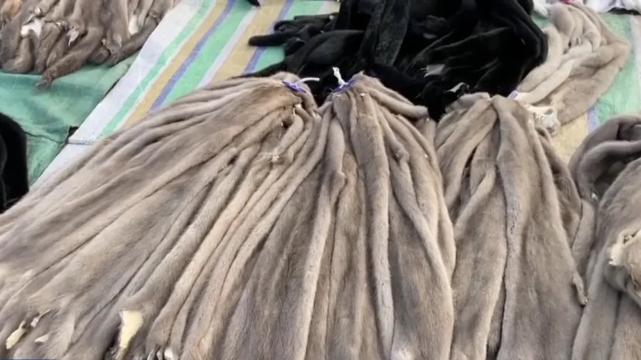 Animal Furs From China Could Carry Viruses: Report