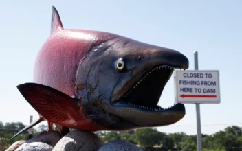 California Bans Ocean Salmon Fishing for 2nd Year