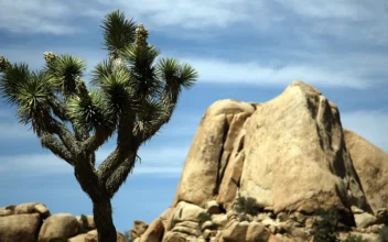 California Lawmakers Introduce Joshua Tree Expansion and New Monument Bill