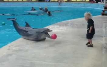 Little Boy Plays Fetch With Dolphin