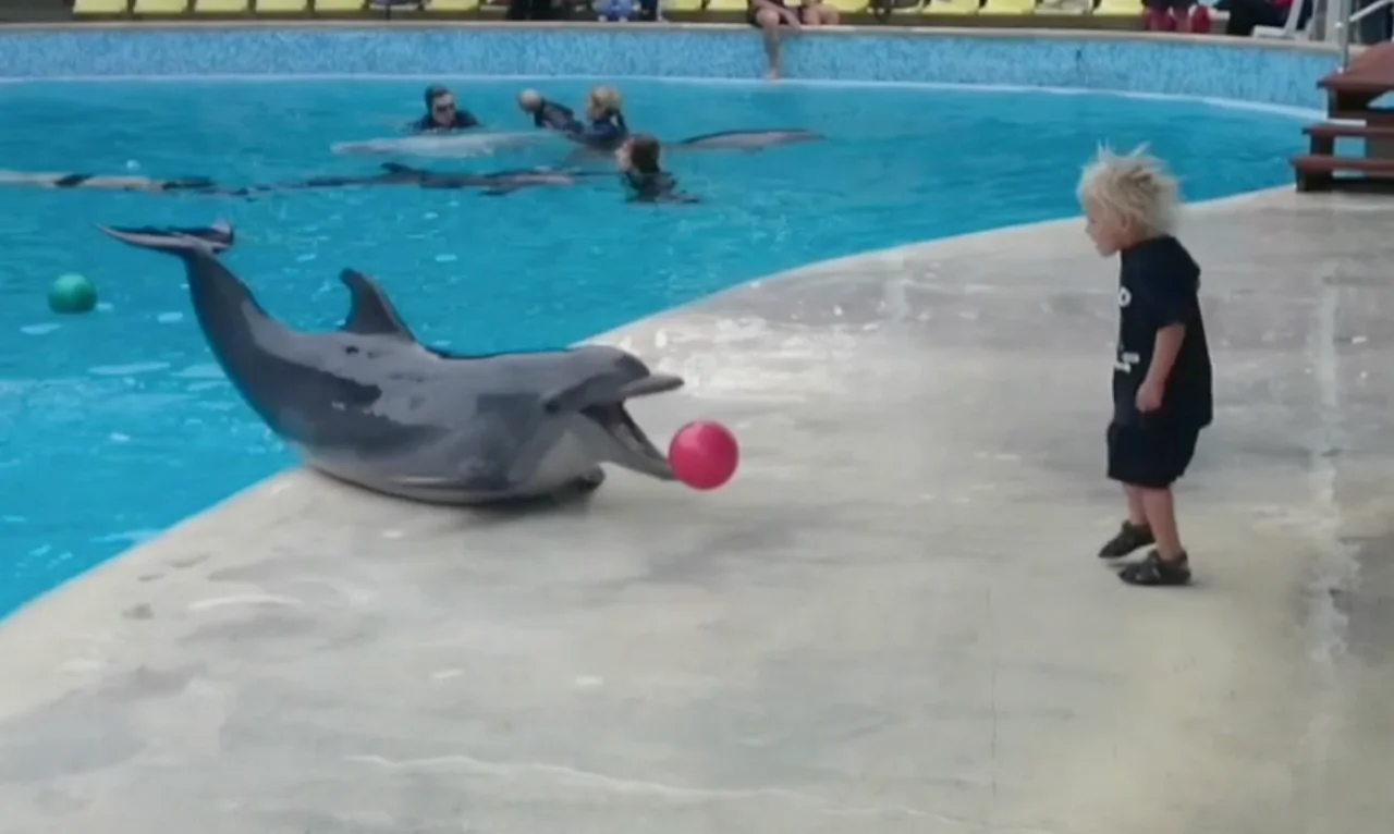 Little Boy Plays Fetch With Dolphin