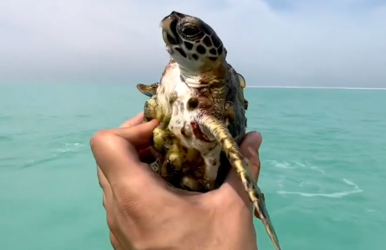 Kind Man Gently Removes Barnacles Off Sea Turtle In Abu Dhabi Ntd Kind Man Gently Removes Barnacles Off Sea Turtle In Abu Dhabi Ntd