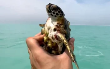 Kind Man Gently Removes Barnacles Off Sea Turtle in Abu Dhabi
