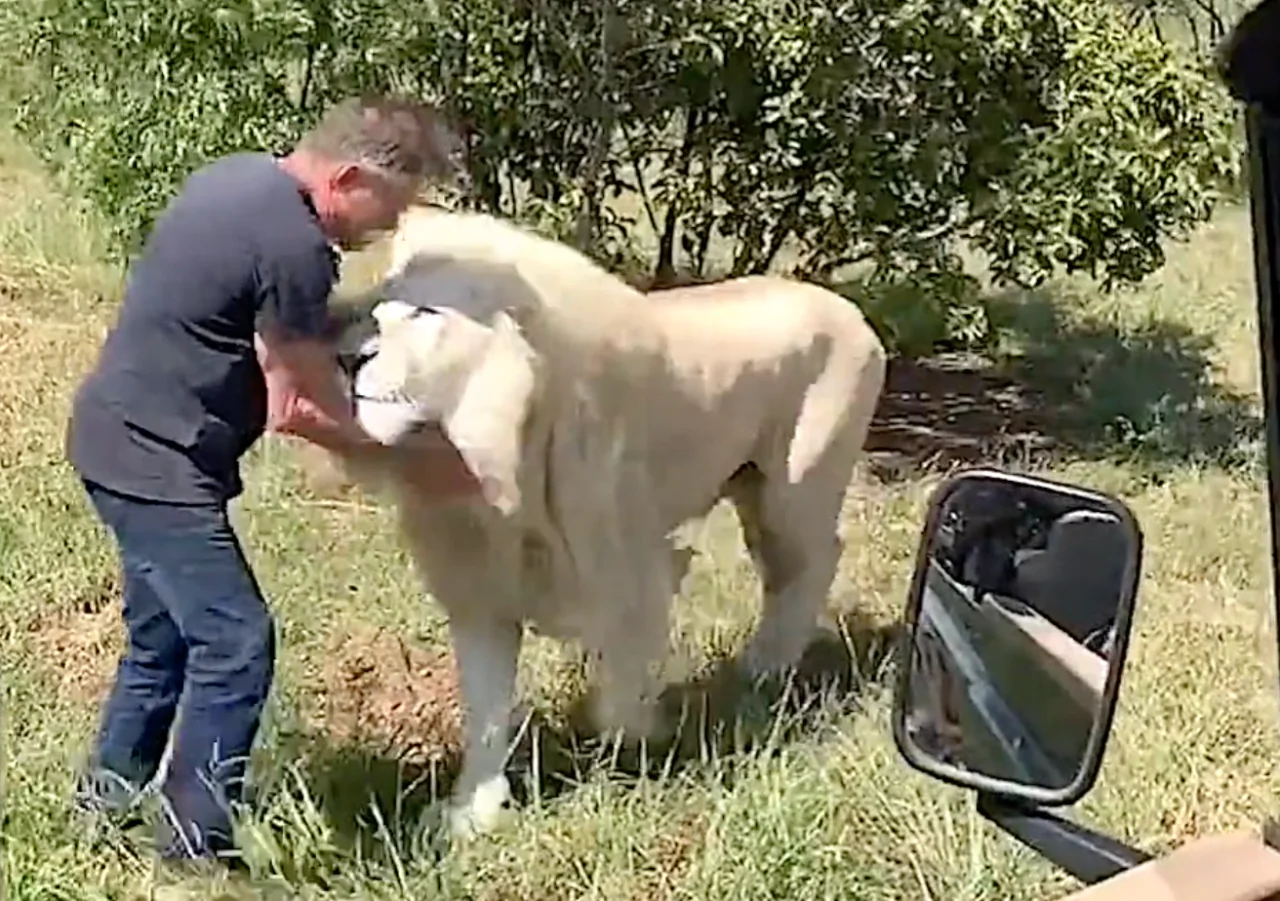 Tourists Have Incredible Close Encounter With Pride of Rare White Lions at South African Farm