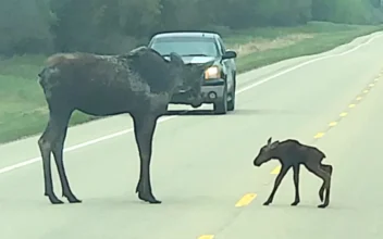 Mother Moose and Newborn Calf Cross Road