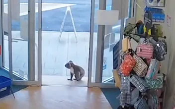 Koala Visits Pharmacy