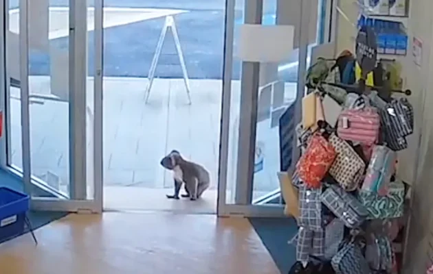 Koala Visits Pharmacy