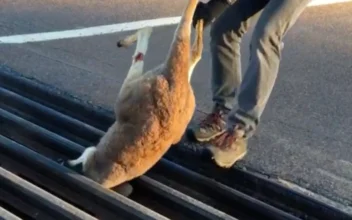 Kangaroo Stuck in Cattle Grate