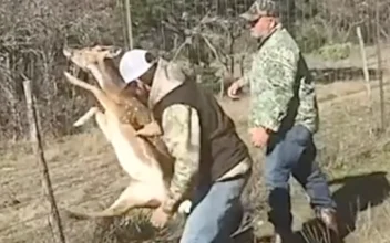 Hunters Rescue Deer Caught in Fence