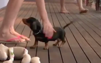 Dachshund Puppy Saves Owner From Attack