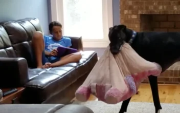Great Dane Brings Favorite Pillow Downstairs to Lie On