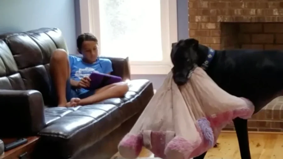Great Dane Brings Favorite Pillow Downstairs to Lie On