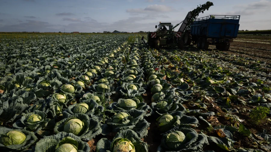 Cabbage: A Superfood With Anti-Cancer Properties