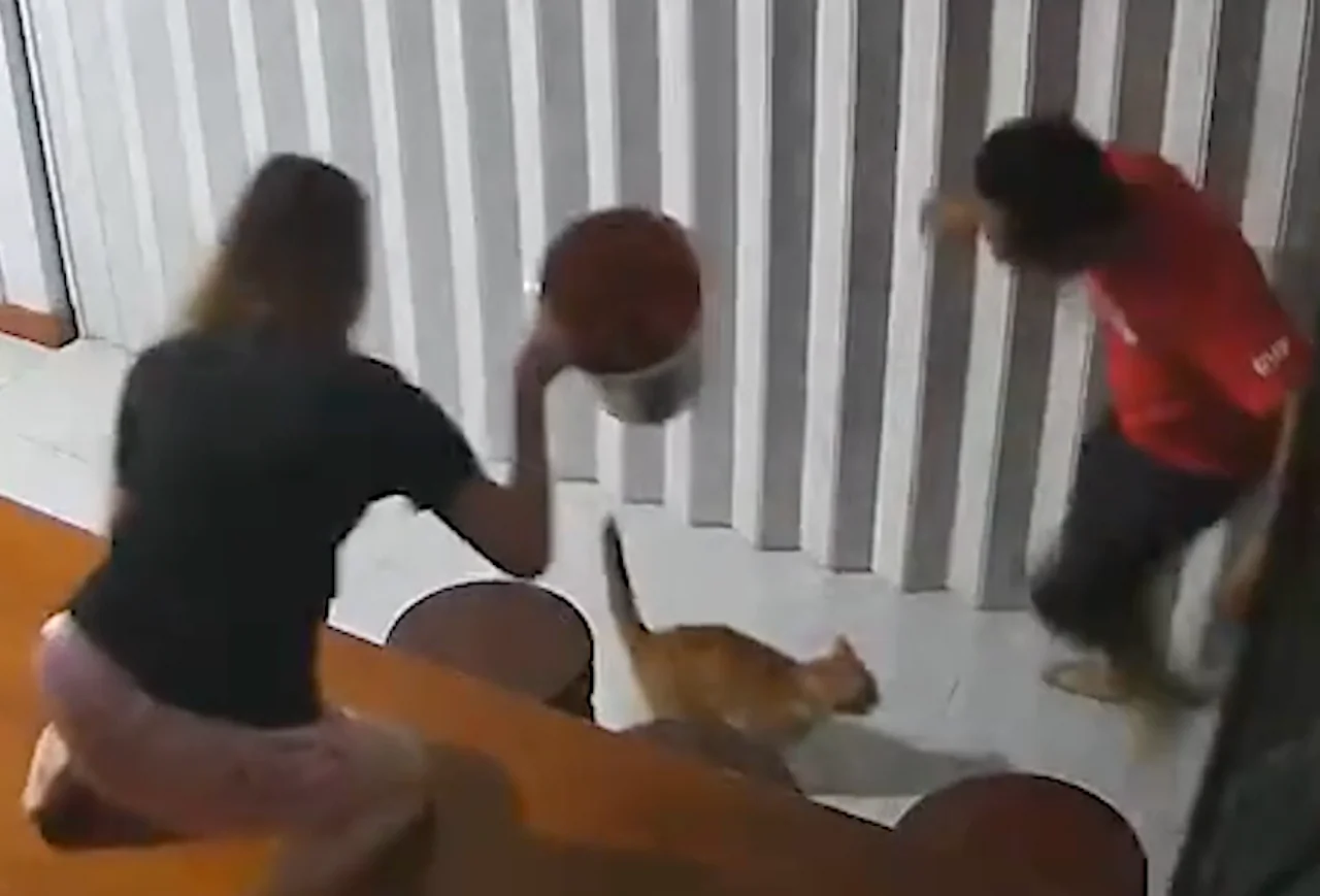 Aggressive Pet Demon Cat Pounces on Terrified Owner