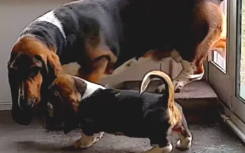 Aww! Patient Older Dog Teaches Young Basset Hound Puppy How to Use the Pet Door