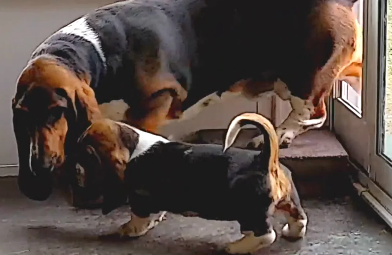 Aww! Patient Older Dog Teaches Young Basset Hound Puppy How to Use the Pet Door