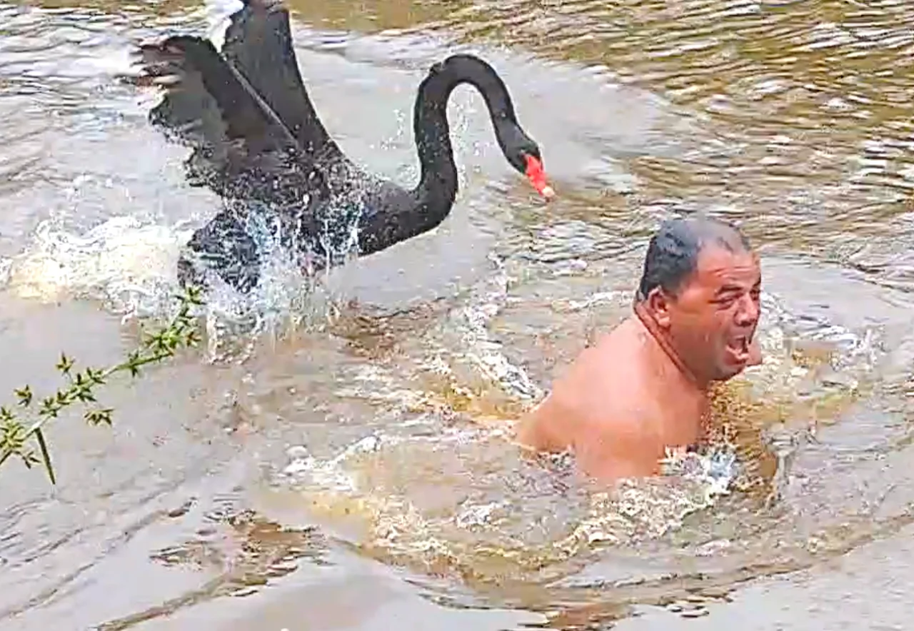 Bird Protects Its Pond