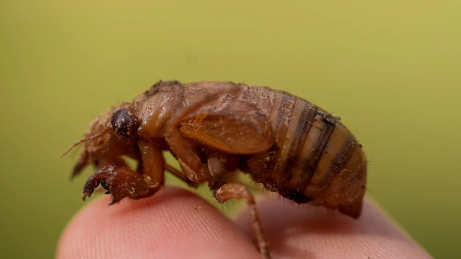 Cicadas Are so Noisy in South Carolina County That Residents Are Calling Police