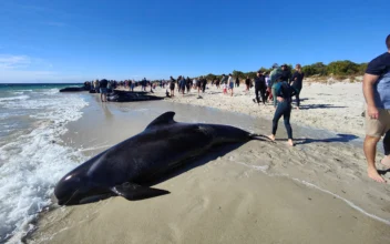More Than 100 Pilot Whales Stranded in Western Australia, Experts Say
