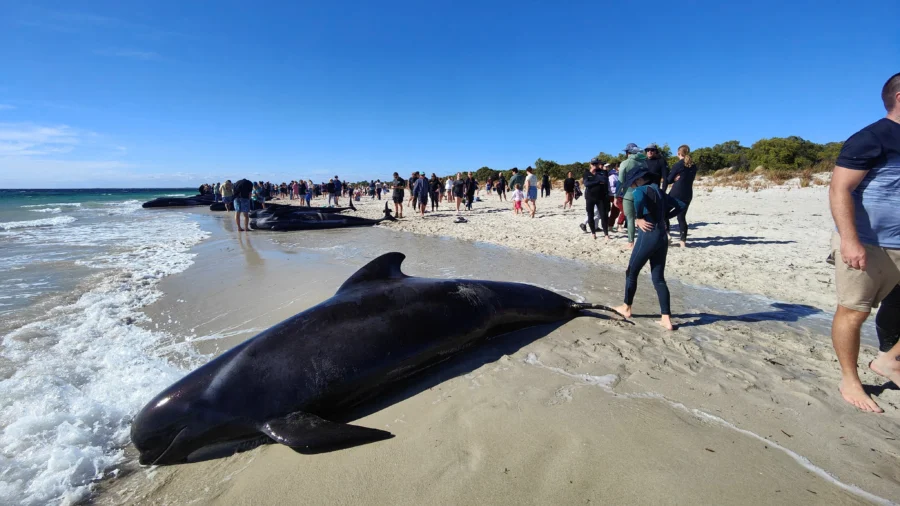 More Than 100 Pilot Whales Stranded in Western Australia, Experts Say