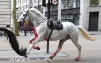 2 Military Horses That Broke Free and Ran Loose Across London Are in Serious Condition