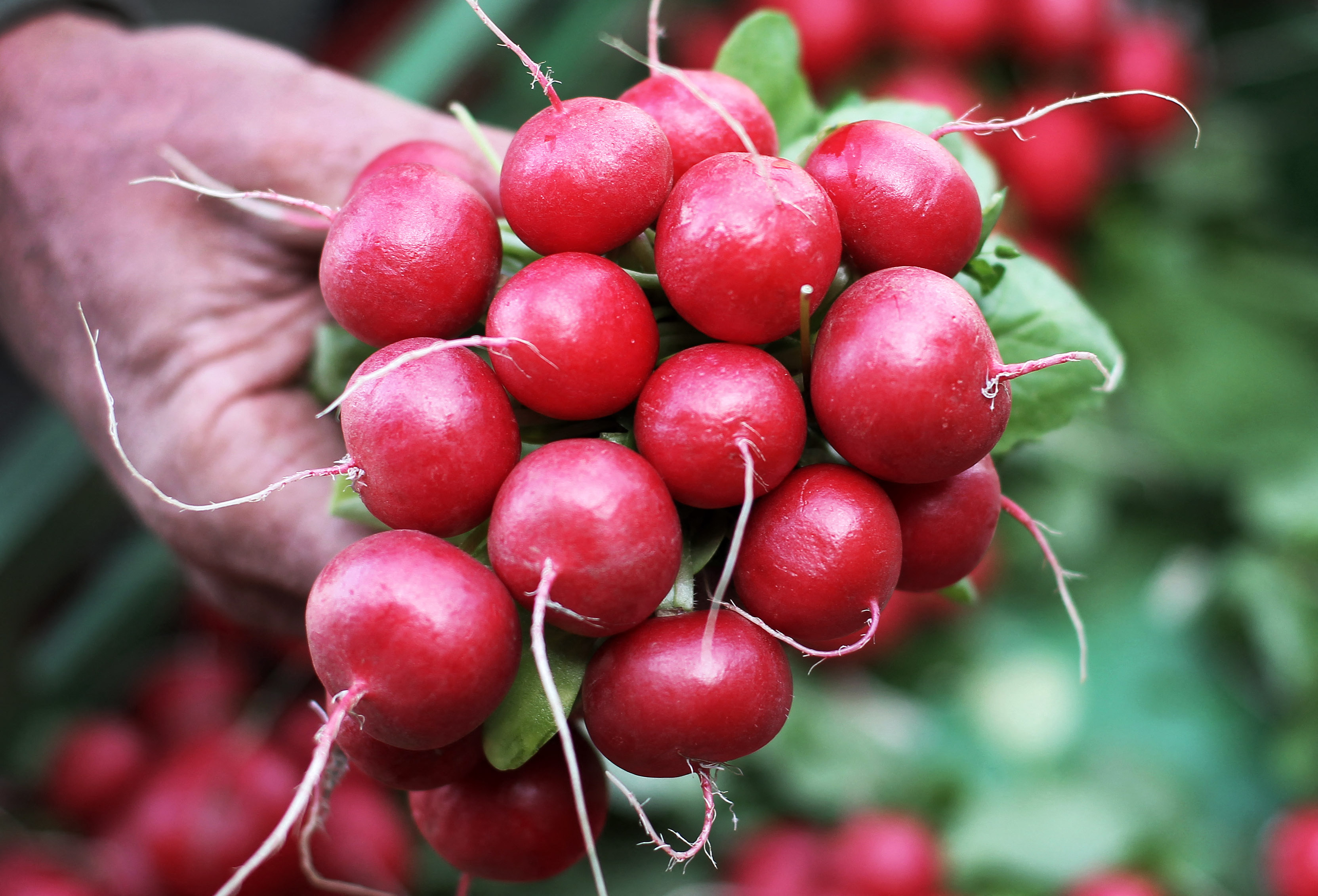 The AntiInflammatory, AntiCancer, and Blood SugarLowering Properties