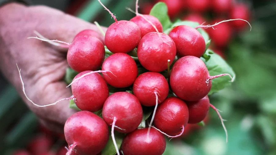 The Anti-Inflammatory, Anti-Cancer, and Blood Sugar-Lowering Properties of Radishes