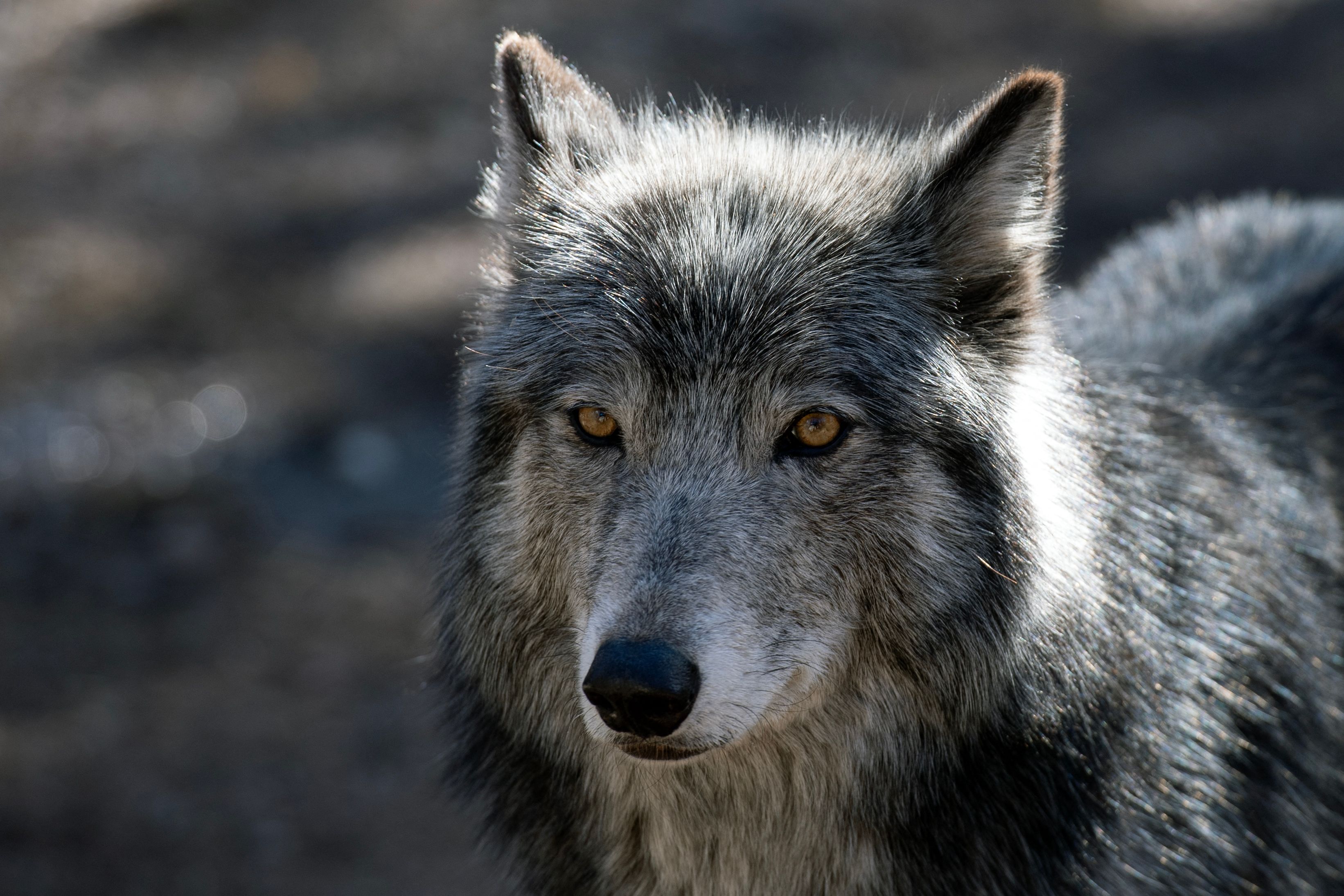 House Votes to Remove Gray Wolves From Endangered Species List | NTD