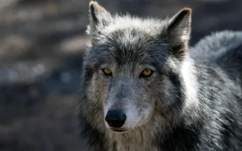 House Votes to Remove Gray Wolves From Endangered Species List