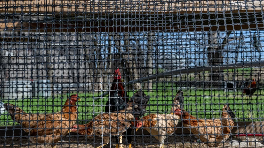 Officials Don’t Know Which Farm Employs Person Who Tested Positive for Bird Flu