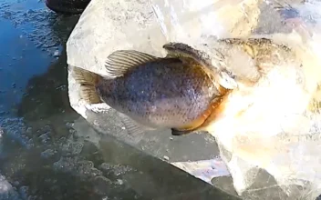 Cutting Out a Pike Eating a Bass Frozen in Ice