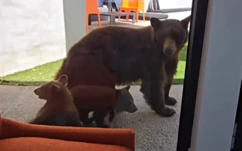 Bear Family Visits Southern California Backyard