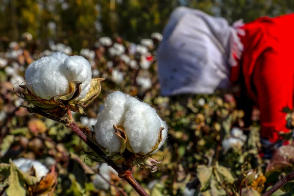 Banned Cotton Found in One-Fifth of US, Global Stores
