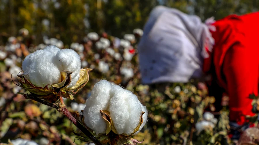 Banned Cotton Found in One-Fifth of US, Global Stores