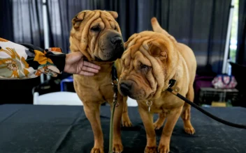 Shar peis stand in the Breed Showcase area during the 148th Westminster Kennel Club Dog show at the USTA Billie Jean King National Tennis Center in New York on May 11, 2024. (Julia Nikhinson/AP Photo)