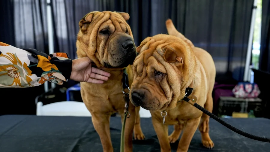 Dog Show 101: What’s What at the Westminster Kennel Club