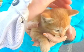 Motorcyclist Saves Kitten at Busy Intersection