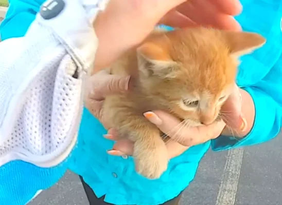 Motorcyclist Saves Kitten at Busy Intersection