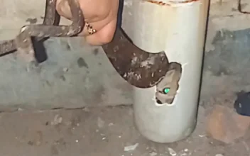 Saving a Kitten From a Drain Pipe