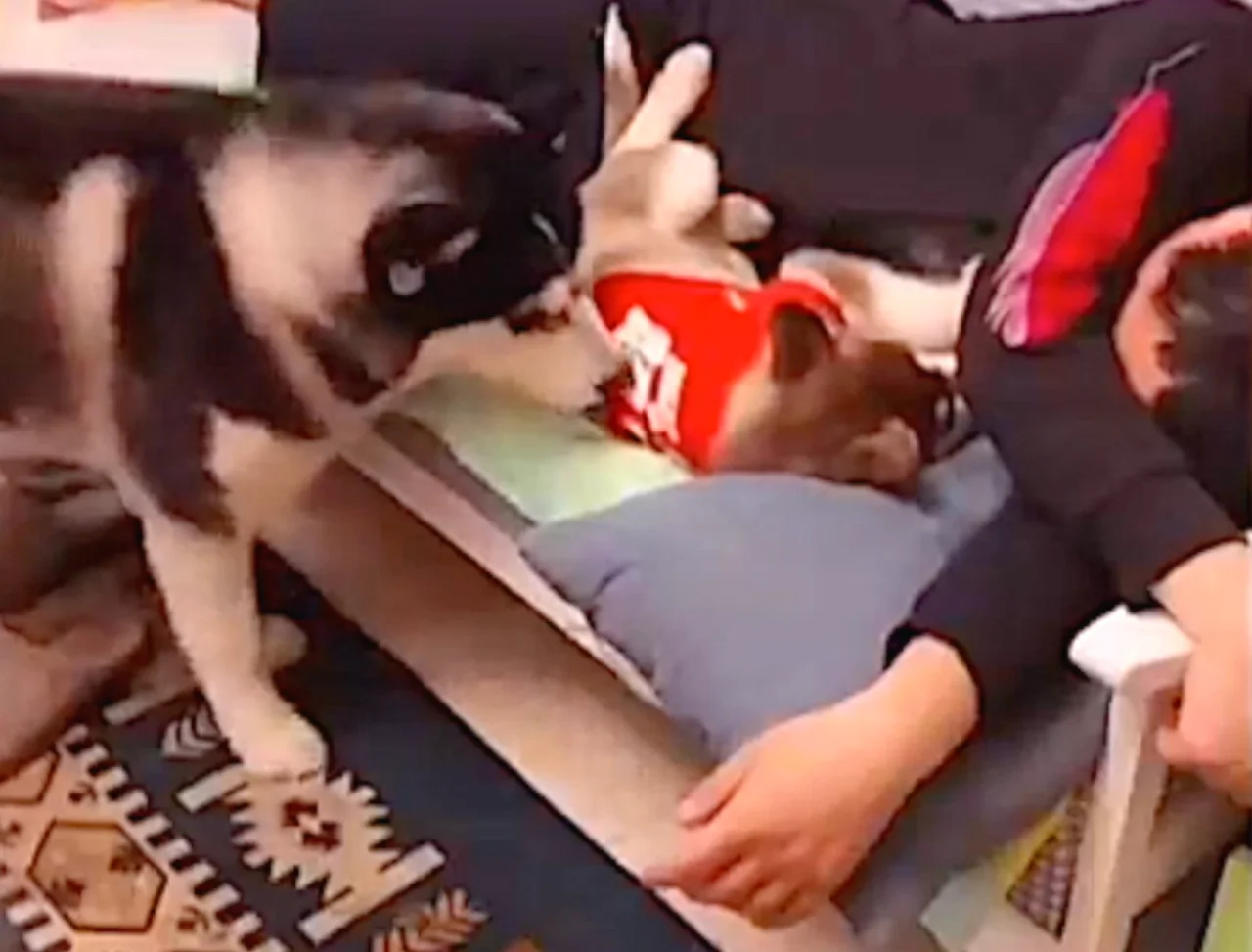 Dogs Competing for Best Bed or for Owner’s Attention