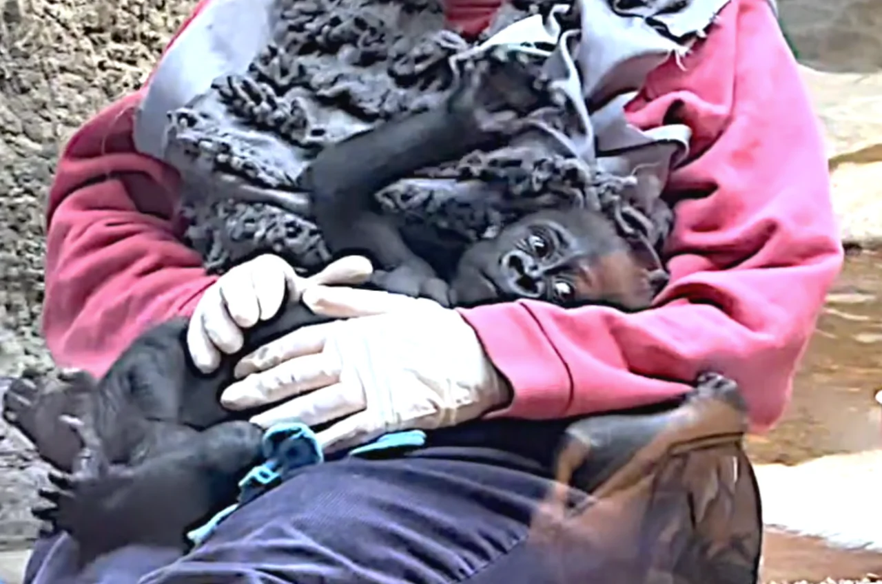 Zookeeper Holds Baby Gorilla Like a Human Baby