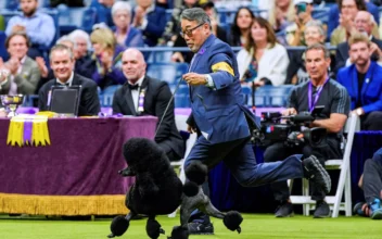 Miniature Poodle Named Sage Wins Westminster Kennel Club Dog Show