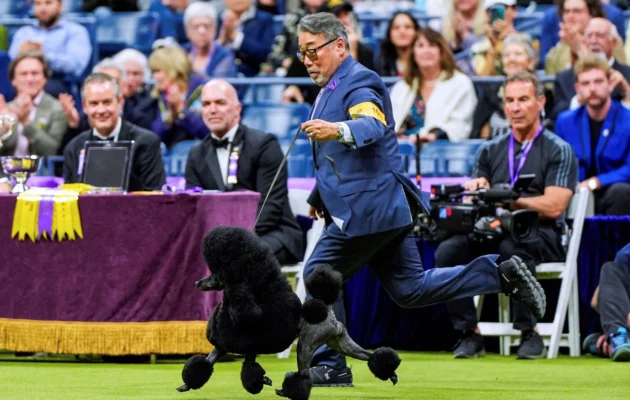 Sage, a miniature poodle, competes with handler Kaz Hosaka for best in show during the 148th Westminster Kennel Club gog show at the USTA Billie Jean King National Tennis Center in New York on May 14, 2024. (Julia Nikhinson/AP Photo)