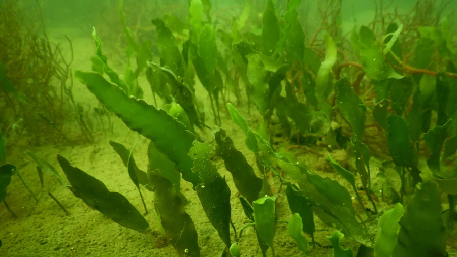 Port of San Diego Declares Emergency Over Invasive Seaweed in Southern Bay